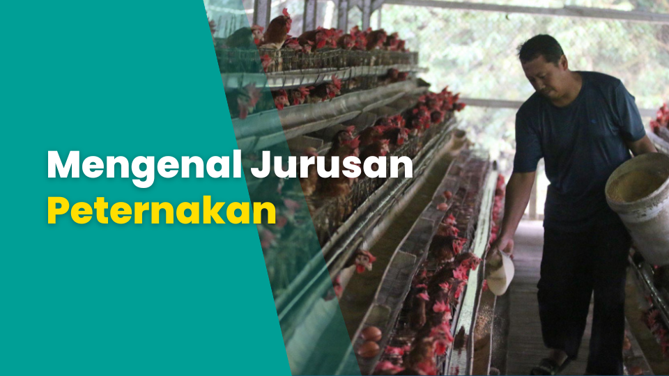 Mengenal Jurusan Peternakan